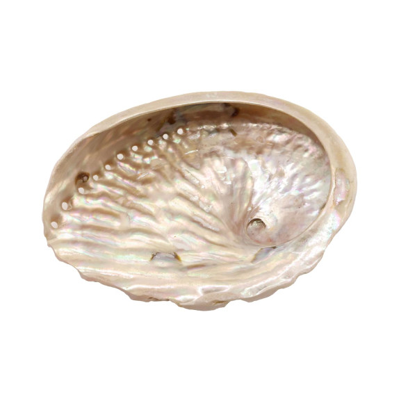 Coquille d'Ormeau naturelle 10-12 cm